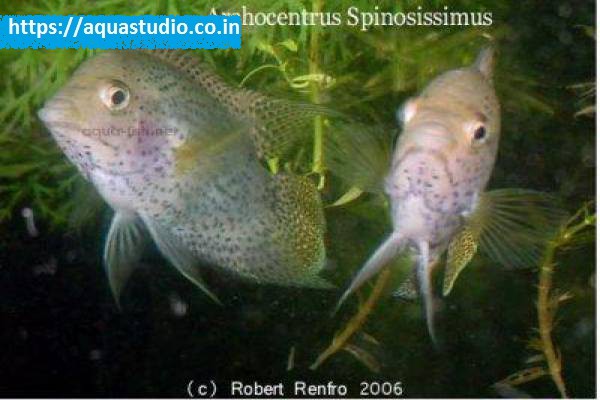Spiny cichlid Fish