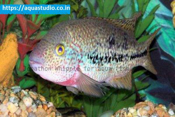 Tailbar cichlid Fish