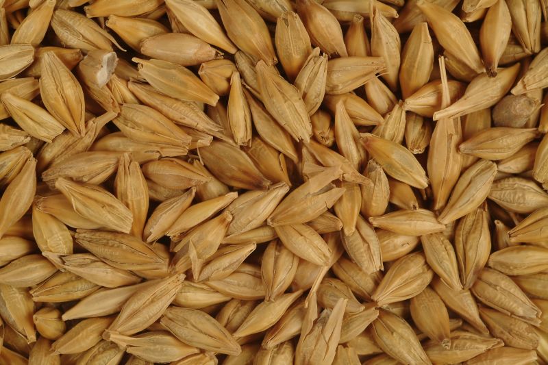 Organic Barley Seeds, Packaging Type : Sack Bags