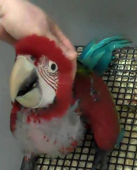 baby red macaws