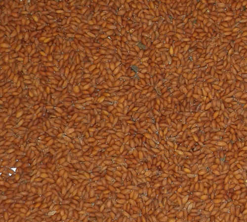 Brown Flax Seeds