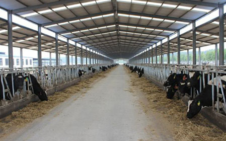 Dairy Farm Sheds
