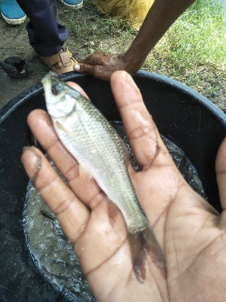 rohu fish seed