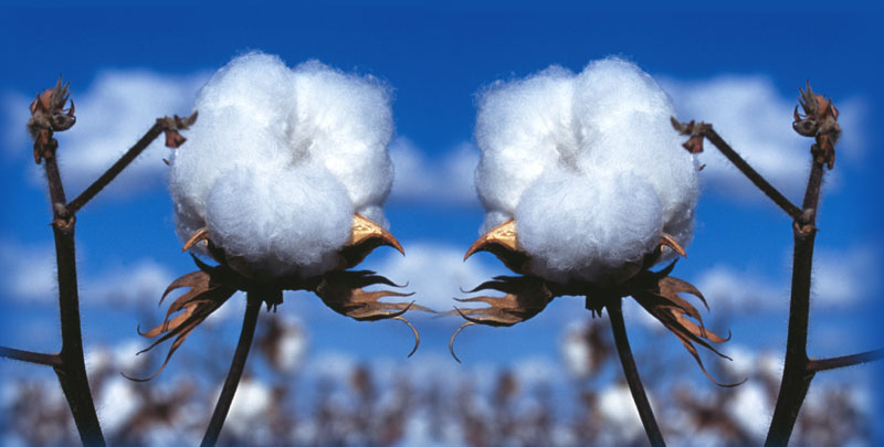 cotton