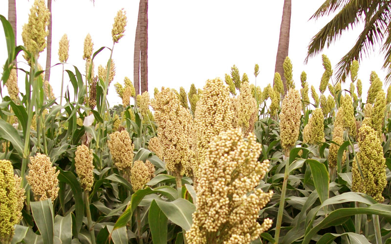 Sorghum