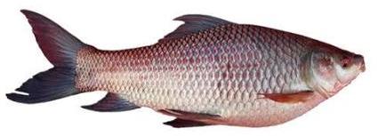 Fresh water carp fishes