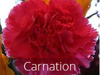 Carnation flower