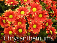 Chrysanthemums flower