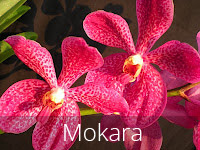 mokara flower