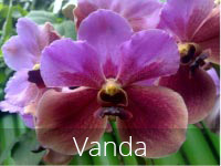 vanda flower
