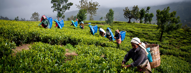 Nepal tea