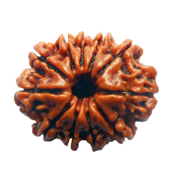 Gyarah mukhi rudraksh