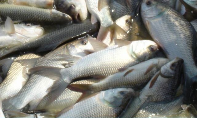 Catla Fish, for Cooking, Human Consumption, Feature : Good Protein, Non Harmful