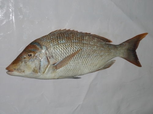 Deep Bodied Sardinella fish