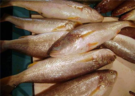 tiger toothed croaker fish
