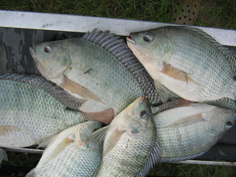 Tilapia Fish