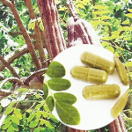 ORGANIC MORINGA