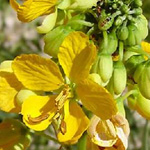 Organic Senna