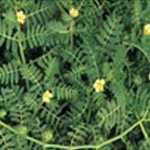 Tribulus Terrestris Extract