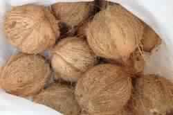 Common semi husked mature coconut