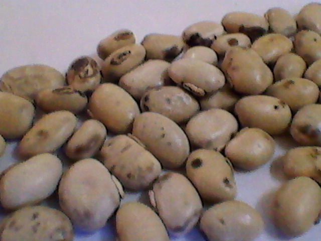 Mucuna Seeds