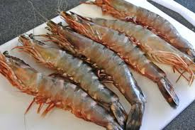 Tiger Prawns