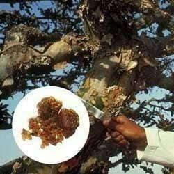 Boswelliaserrata Gum