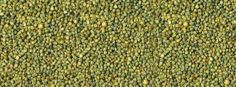 Organic Green Millet Seeds, for Cooking, Style : Dried