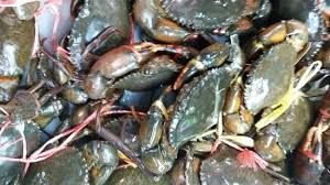 Live Mud Sea Crabs