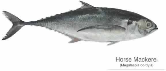 Horse Mackerel Fish