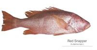 red snapper fish