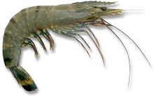 Tiger Prawns Fish