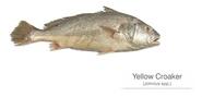 Yellow Croaker Fish, Style : Frozen