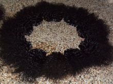 NATURAL DEEP CURLY REMY HIAR, Length : 8' To 40'