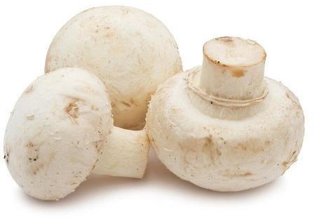 Common Organic Button Mushroom, for Cooking, Packaging Type : Plastic Bag, Polythene Bag