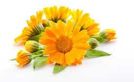 Calendula Floral Absolute Oil, for Cosmetics, Aromatherapy, Perfumery, Fragrances