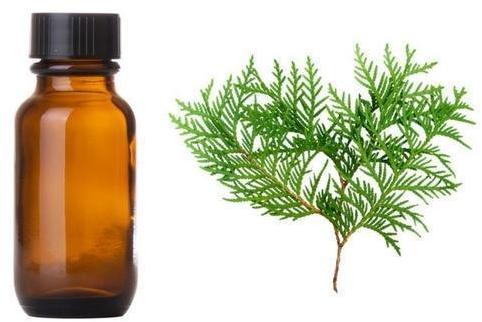 Cypress Essential Oil, Packaging Type : Bottle