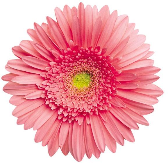 Fresh Baby Pink Fiery Gerbera, for Gift, Decoration etc.