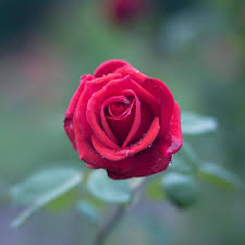 Organic Fresh Red Rose, for Decoration, Gifting, Medicine, Feature : Natural Fragrance