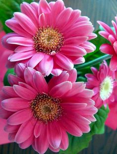 High Quality Shocking Pink Fiery Gerbera, for Gift, Decoration etc.