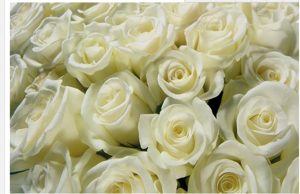 Organic High Quality White Rose, for Cosmetics, Decoration, Gifting, Medicine, Packaging Type : Paper Box