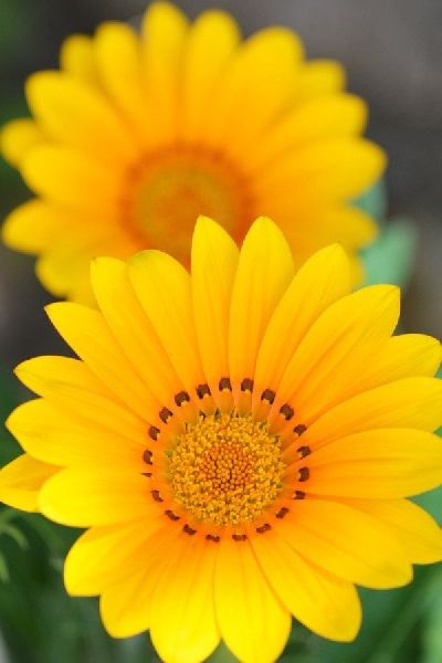 Natural Sunny Yellow Fiery Gerbera, for Gift, Decoration etc.