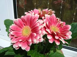 Organic Baby Pink Fiery Gerbera, for Gift, Decoration etc.
