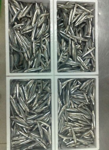 Frozen Anchovy Fish