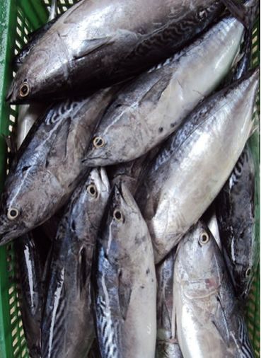 Frozen Bonito Tuna Fish