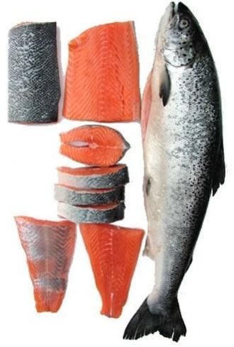 Frozen Salmon Fish