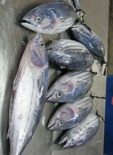 Frozen Tuna Fish
