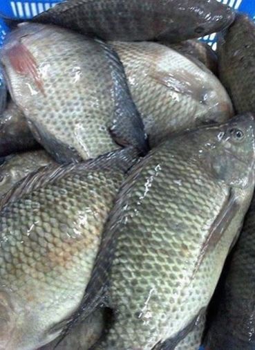 Tilapia Fish