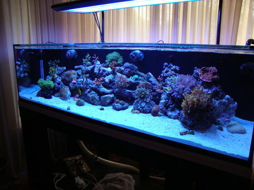 Square Acrylic Aquarium, Size : 2ft X 2.7 Ft at Best Price in Mumbai