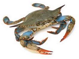 Crab Kekada